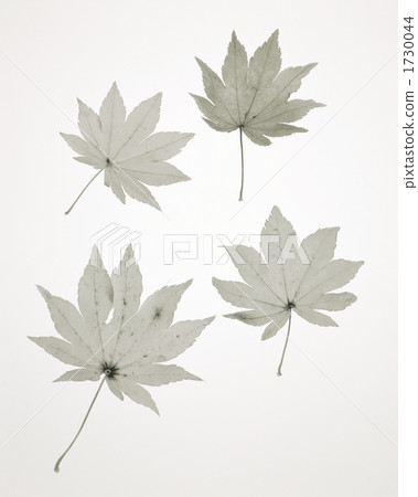 Monochrome fallen leaves Monochrome fallen leaves 1730044
