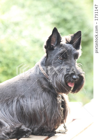 蘇格蘭梗後視圖② 1731147