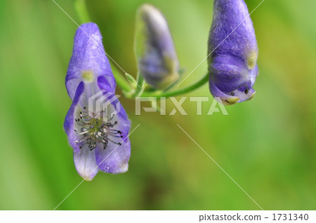 附子 附子 1731340