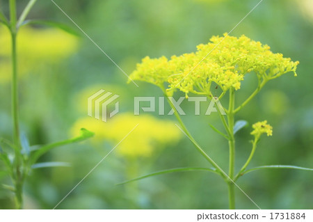 patrinia, patrinia scabiosifolium, patrinium 1731884