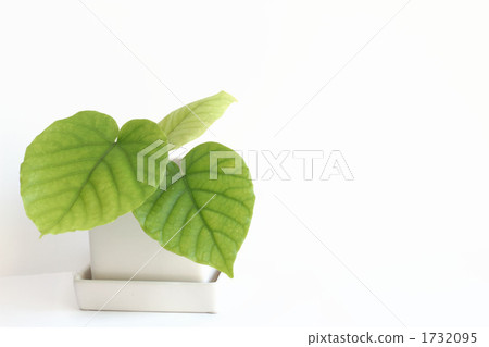 Umbellata的孩子股票 Umbellata的孩子股票 1732095