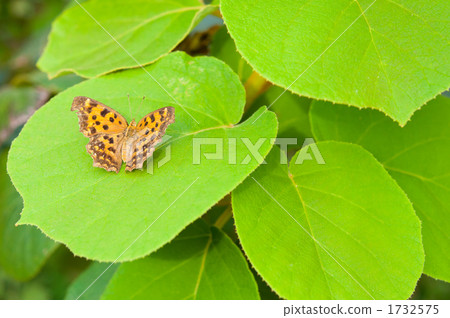 Comma on the leaves 1732575