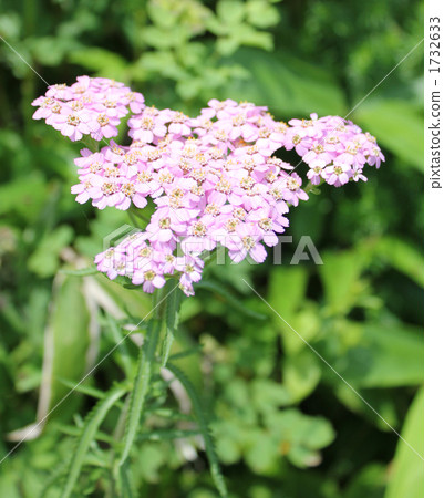 Sawtoothy bee 1 Sawtoothy bee 1 1732633