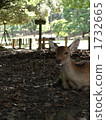它是奈良公園的野鹿。 1732665