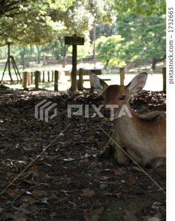 它是奈良公園的野鹿。 它是奈良公園的野鹿。 1732665