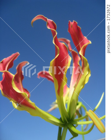 gloriosa, fire lily, flame lily 1732672