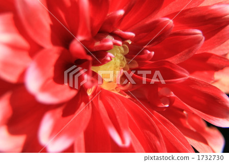 zinnia, botanic, botanical 1732730