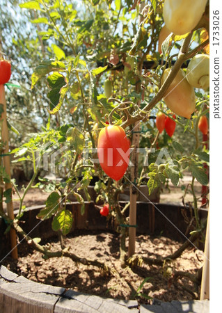 san bruno tour, tomato, vegetables 1733026