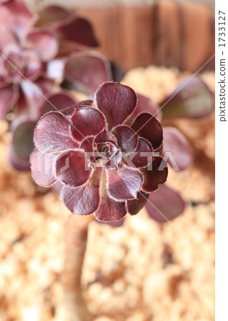 aeonium arboreum cv.atropurpureum., succulent, botanic 1733127