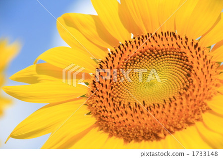 一個大輪子的向日葵喜歡仲夏太陽 1733148