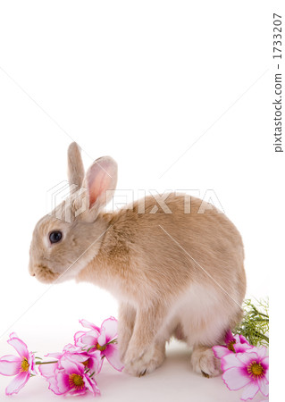 Cosmos and a rabbit Cosmos and a rabbit 1733207