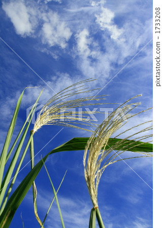 Autumn sky Autumn sky 1733208