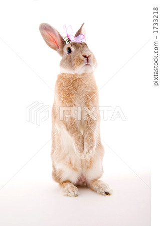 A bunny rabbit rising with cosmos flower decorations 1733218