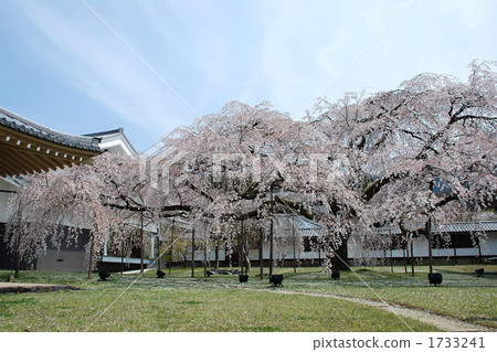 在Daigoji寺廟的櫻花在京都 1733241