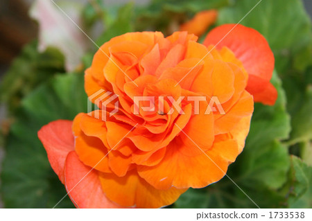 Begonia who bloomed in the garden Begonia who bloomed in the garden 1733538