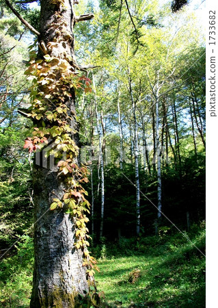 Autumn Tateshina 1733682