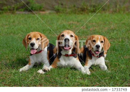 3隻小獵犬 1733749