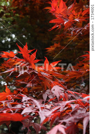 野村楓葉的春葉 1734001