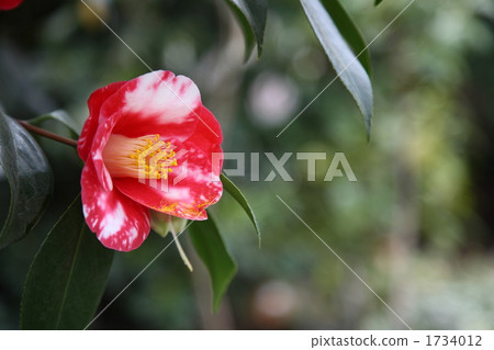 山茶花 1734012