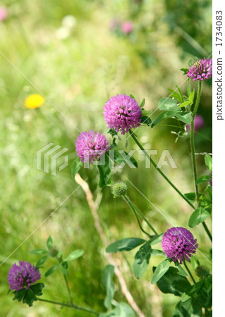 紅三葉草 1734083