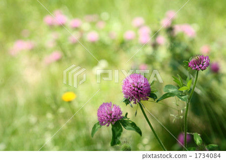 Murasakitetsukusa 1734084