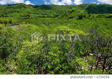 Mangrove forest Mangrove forest 1734258