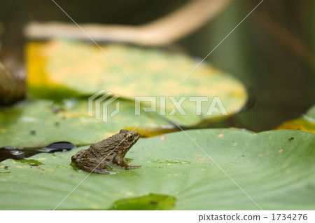 Bamboo shoots Bamboo shoots 1734276