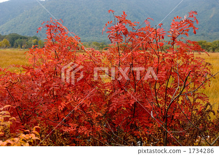 Autumn leaves of Nanakamado Autumn leaves of Nanakamado 1734286