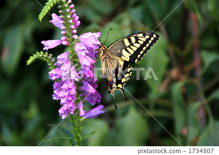 Whipper sucking nectar of Physostegia Whipper sucking nectar of Physostegia 1734807