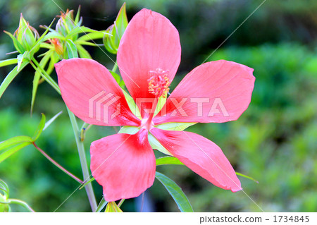 Momijia oi Momijia oi 1734845