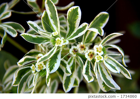 第一場雪草 1734860