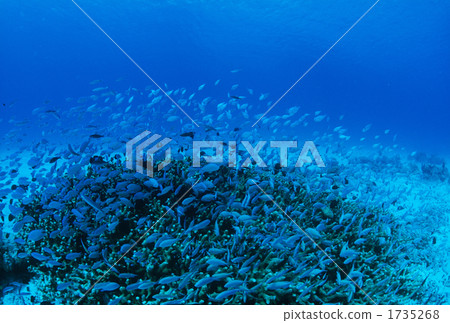 fish, in the sea, undersea 1735268