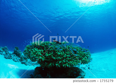 school of fish, arrow cardinal, tropical fish 1735279