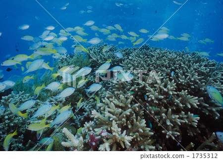 fish, bluestripe snapper, arrow cardinal 1735312