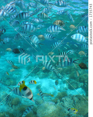 Underwater photos of Bora Bora 1735743