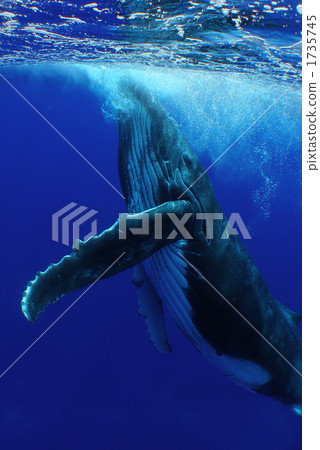 Humpback whales on Tahiti Ruth's Island 1735745