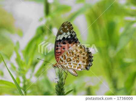 butterfly, butterflies, bug 1736000