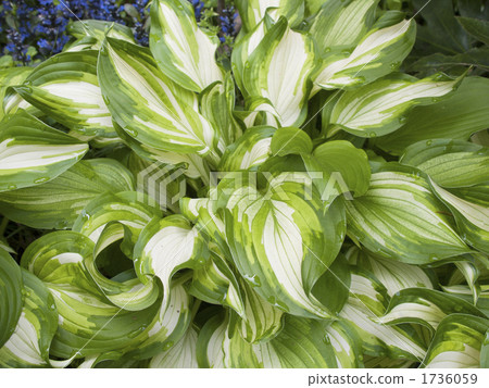 Curled leaves of unprinted giboshi (up) 1736059