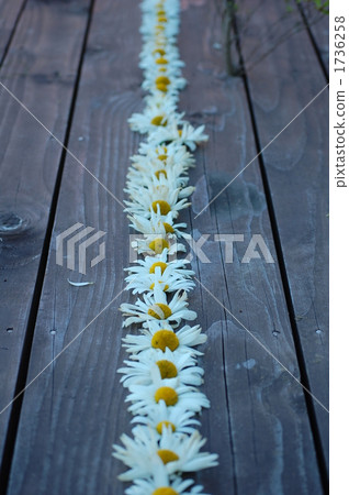 花朵 花 花卉 1736258