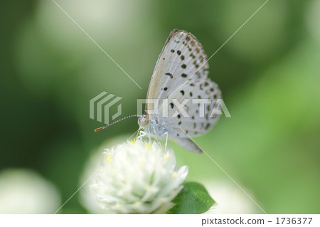 Yamato Shizimi 1736377