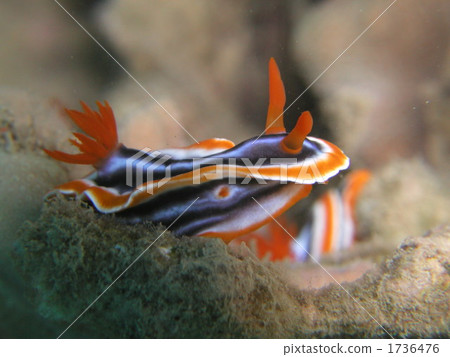 海洋動物 水生生物 軟體動物 1736476