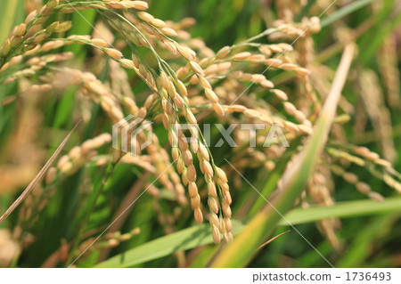 水稻 稻米 米 1736493