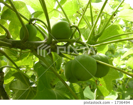 麻風樹果實 麻風樹果實 1736494