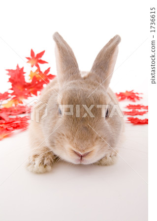 Momiji and Usagi 1736615