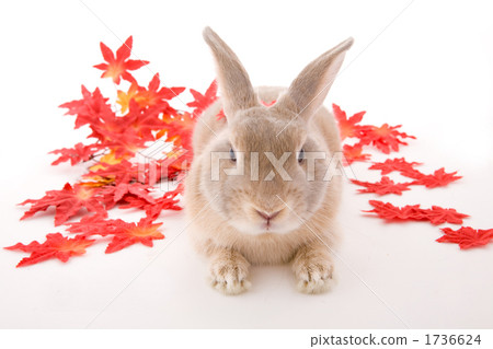 Child rabbit and red autumn leaves Child rabbit and red autumn leaves 1736624