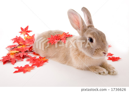 Child rabbits with red colored leaves and sitting pose 1736626