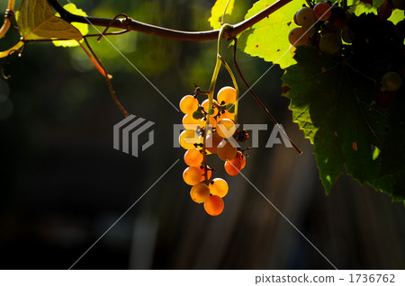 Transparent grape Transparent grape 1736762