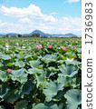 bloom, blossom, blossoms 1736983