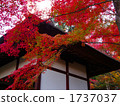 red leafe, jojakkoji temple, devgate 1737037