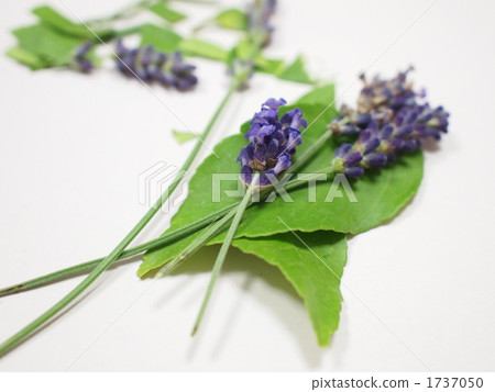 Handmade aroma Handmade aroma 1737050